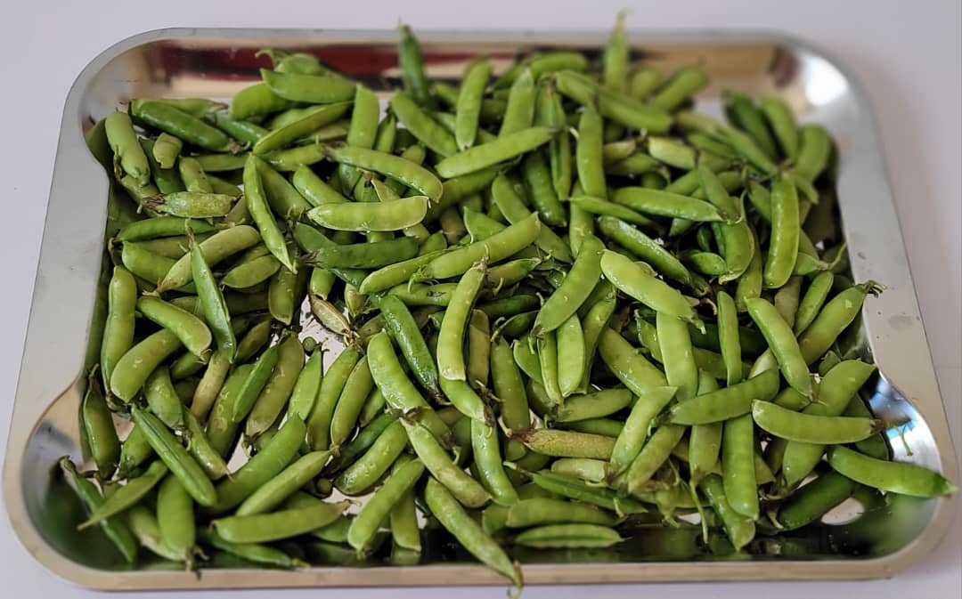 "Pop open a pod of pure sweetness with our plump, garden-fresh peas - vibrant green gems that offer a tender, juicy burst of flavor and a protein-packed cruch straight  from the vine".