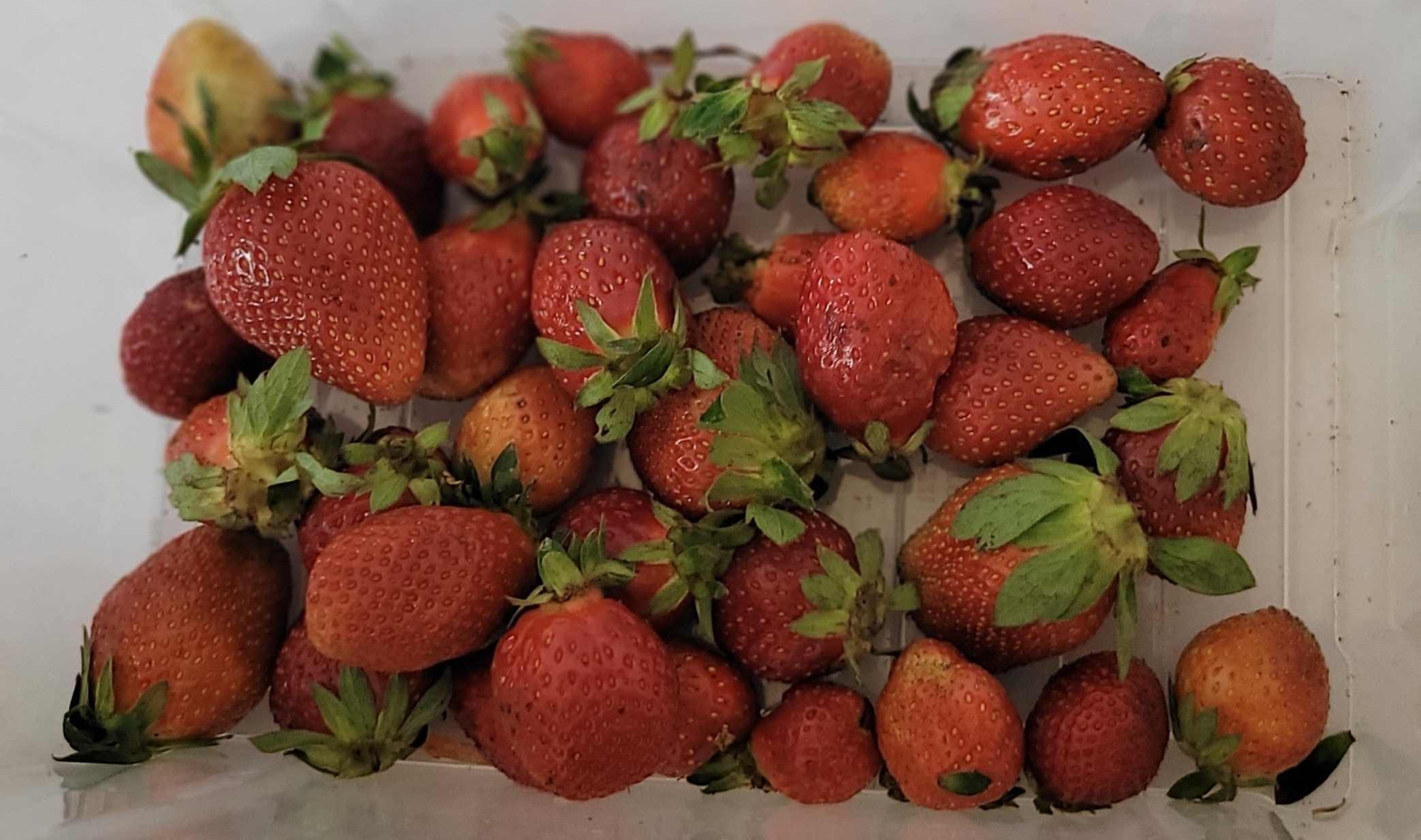 "Savor the taste of summer with our sun-ripened strawberries 🍓 - glistering, ruby-red gems that offer an explosion of natural sweetness and fragrant aroma in every juicy, hand-picked bite. "