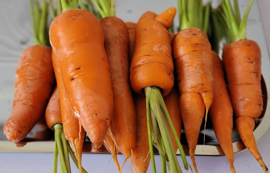 "Ignite your healthy snacking with our vibrant, soil-grown carrots🥕-boasting a shatteringgly crisp texture and a deep, earthy sweetness that is rich in beta-carotene for a natural glow. "